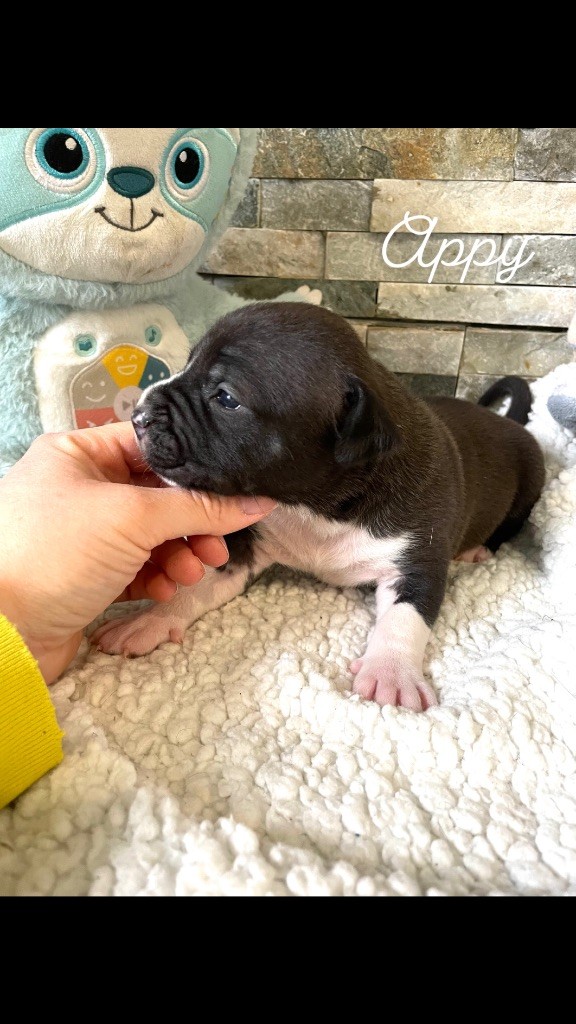 Du Domaine Des Trois H - Chiot disponible  - American Staffordshire Terrier