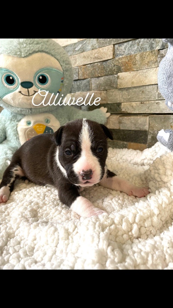 Du Domaine Des Trois H - Chiot disponible  - American Staffordshire Terrier