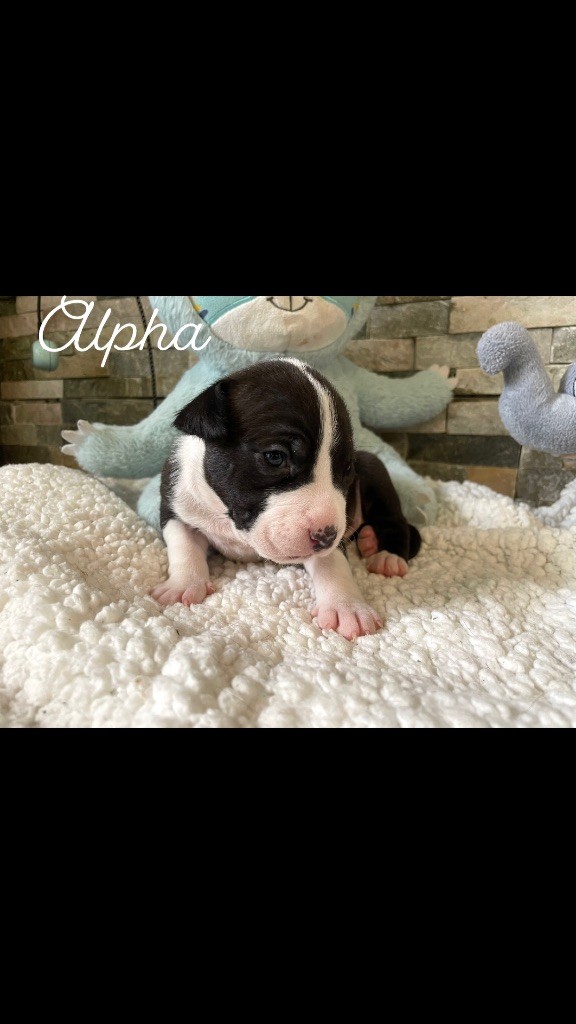 Du Domaine Des Trois H - Chiot disponible  - American Staffordshire Terrier