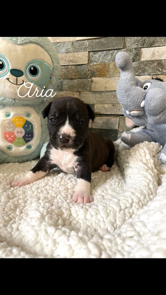 Du Domaine Des Trois H - Chiot disponible  - American Staffordshire Terrier