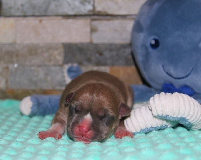 Du Domaine Des Trois H - American Staffordshire Terrier - Portée née le 23/10/2022