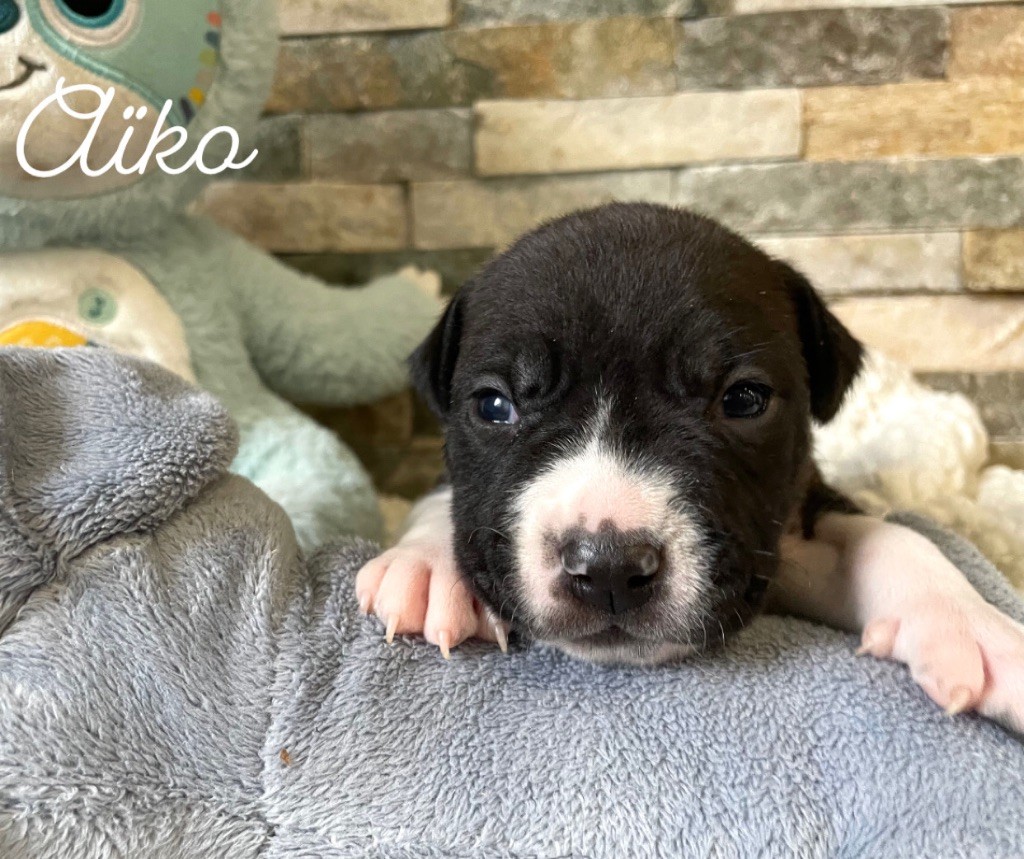 Du Domaine Des Trois H - Chiot disponible  - American Staffordshire Terrier