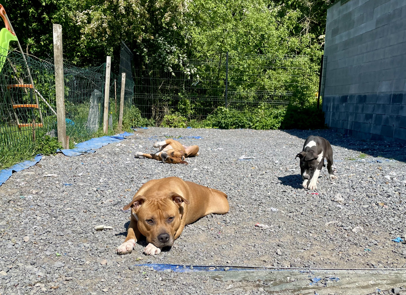 Chiot American Staffordshire Terrier Du Domaine Des Trois H