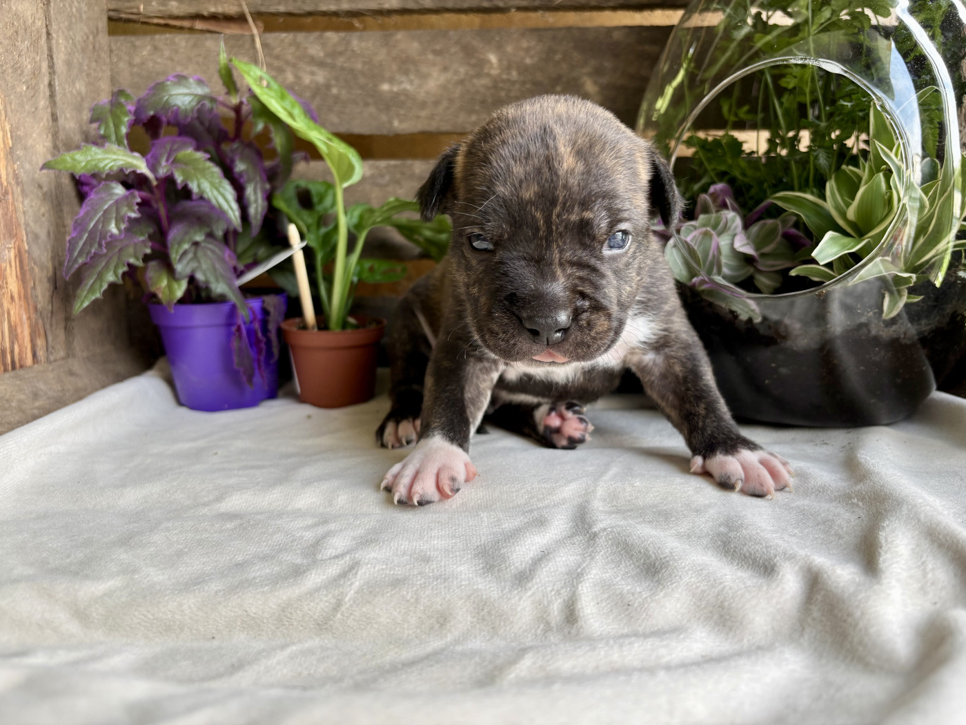 Du Domaine Des Trois H - Chiots disponibles - American Staffordshire Terrier