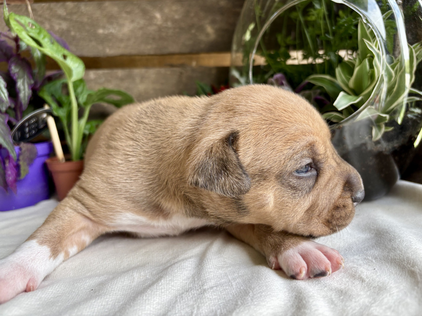 Du Domaine Des Trois H - Chiots disponibles - American Staffordshire Terrier
