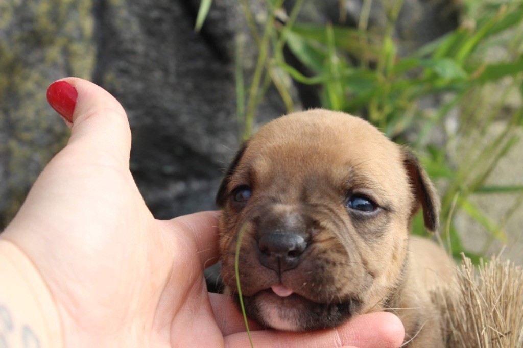 Du Domaine Des Trois H - American Staffordshire Terrier - Portée née le 30/04/2023