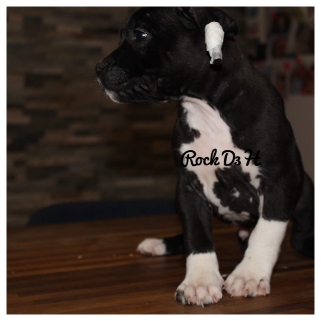 Du Domaine Des Trois H - American Staffordshire Terrier - Portée née le 08/09/2020