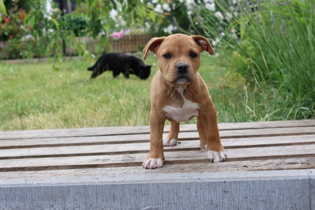 Du Domaine Des Trois H - American Staffordshire Terrier - Portée née le 30/04/2023